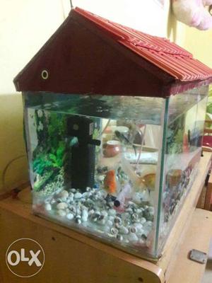 Fish tank with Compressor And Filter having two