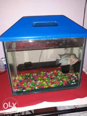 Fish tank with local breed kamfa flowerhorn fish