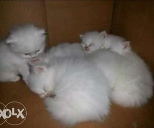 Four White Furred Kittens
