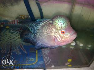 Full body pearl perfect short body magma flowerhorn for SELL
