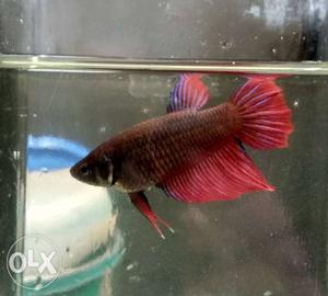 Full moon red Betta pair available
