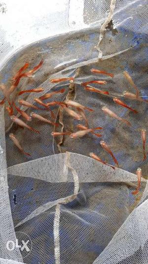 German red guppy breeding pairs for sale