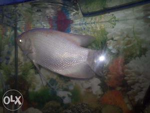 Giant gourami for sell, 8 inches, Healthy