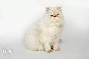 Golden best coat persian kitten for sale