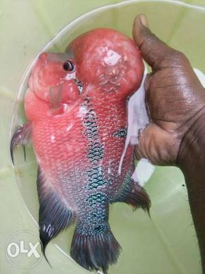 Good healthy high breed flowerhorn fish