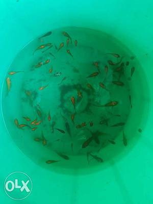 Good quality carp fishes for sale. wholesale and