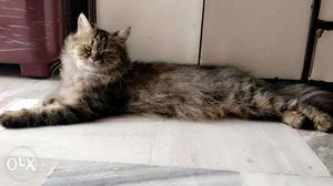 Gray And Black Persian Cat Female