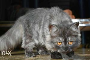 Gray And Brown Persian Cat