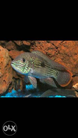 Green terror fish