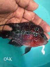 Gud condition flowerhorn first in ooty