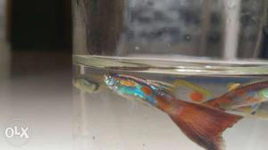 Guppy fish pair 20 whole sale rate will be negotiable