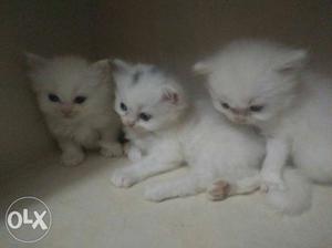 Hi beautiful Persian kittens healthy play full 35