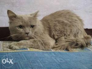 Hi frnd I sell my lovely pet male full Persian biscuit color