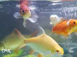 Home aquarium fish, 4inch to 6 inch long, many species