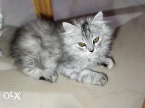 I have 4 female persian. 5k each. grey in color.
