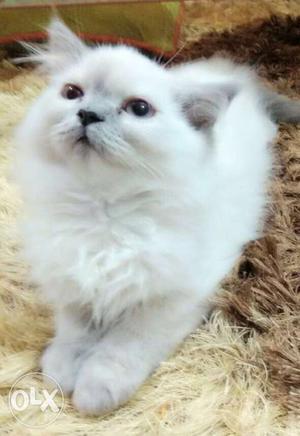 I want sale himalyan parsian cat long fur doll