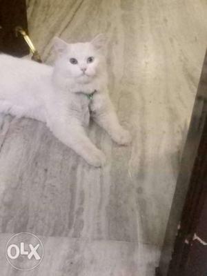I want to sale my male Persian cat 9 months old with all