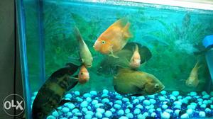 I want to sell my aquarium fishes (4big Oscar