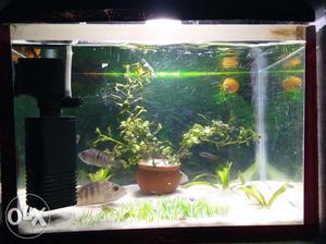 I want to sell my aquarium with all accessories