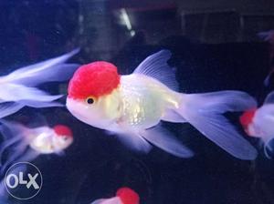 IMP. Redcap gold fish. bubble eyes gold fish.