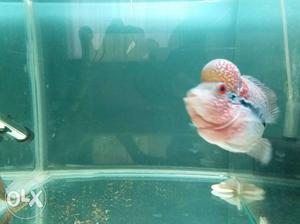 Imported and exotic magma flowerhorn short body and many