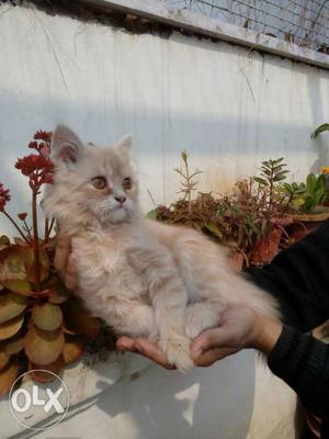 Long fur Persian cat
