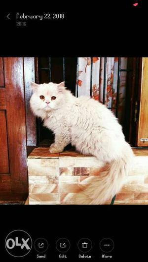 Long-fur White Cat Screenshot