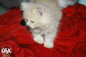 Loving Persian kittens available