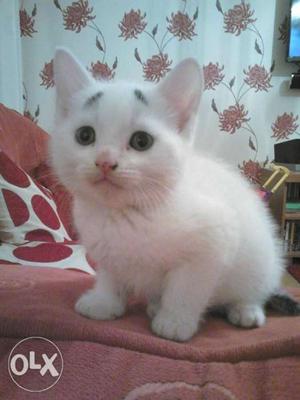 Low price kitten for sell
