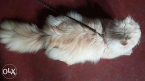 Male Persian cat sale