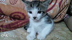 Male kitten for 3month..white gray...argent