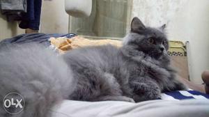Male persian cat for mating...