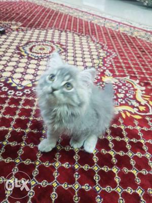 Male persion kitten 3 months old for sale its