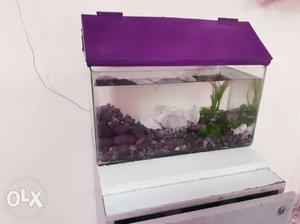 Medium Fish Tank With Purple Frame