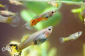 Mixed coulr guppy fish 1 peir 40 rupees big size
