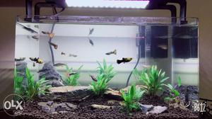 New fish tank with fish