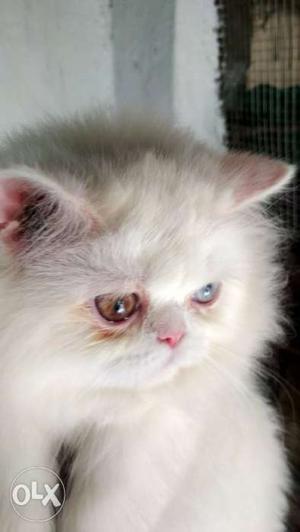 Odd eyes persian kitten cat available. beautiful