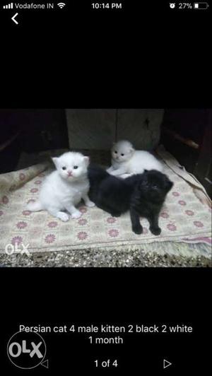 Only black available semi punch pure persian cat