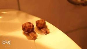 Pair of Snails
