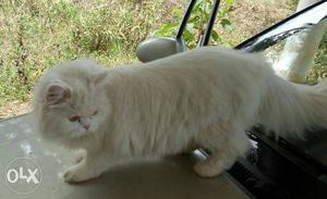 Persian Cat For Sale punch face female snow White