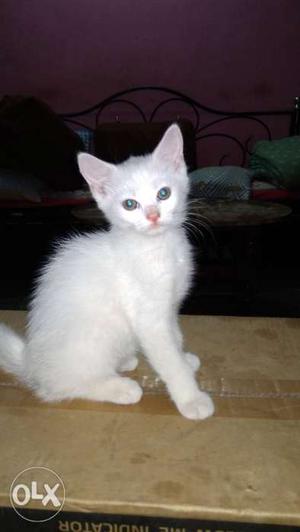 Persian Female White Kittens.