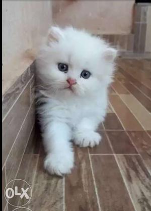 Persian Kitten himalayan breed