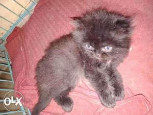 Persian black male kitten 45 days old very
