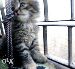 Persian cat 1 month old female cute baby