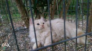 Persian cat kitten.toilet trained.male.good