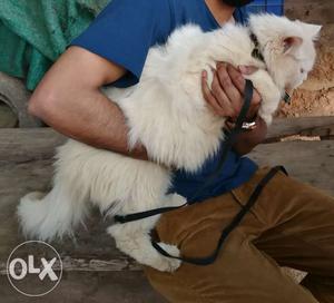 Persian cat male for sale