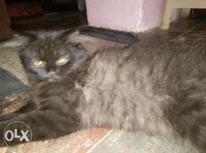 Persian female cat 4months old