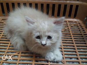 Persian kitten brown