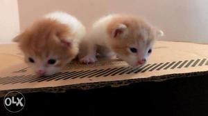 Persian kitties Available. Urgently want to send