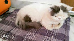 Persian male cat 2 yes old